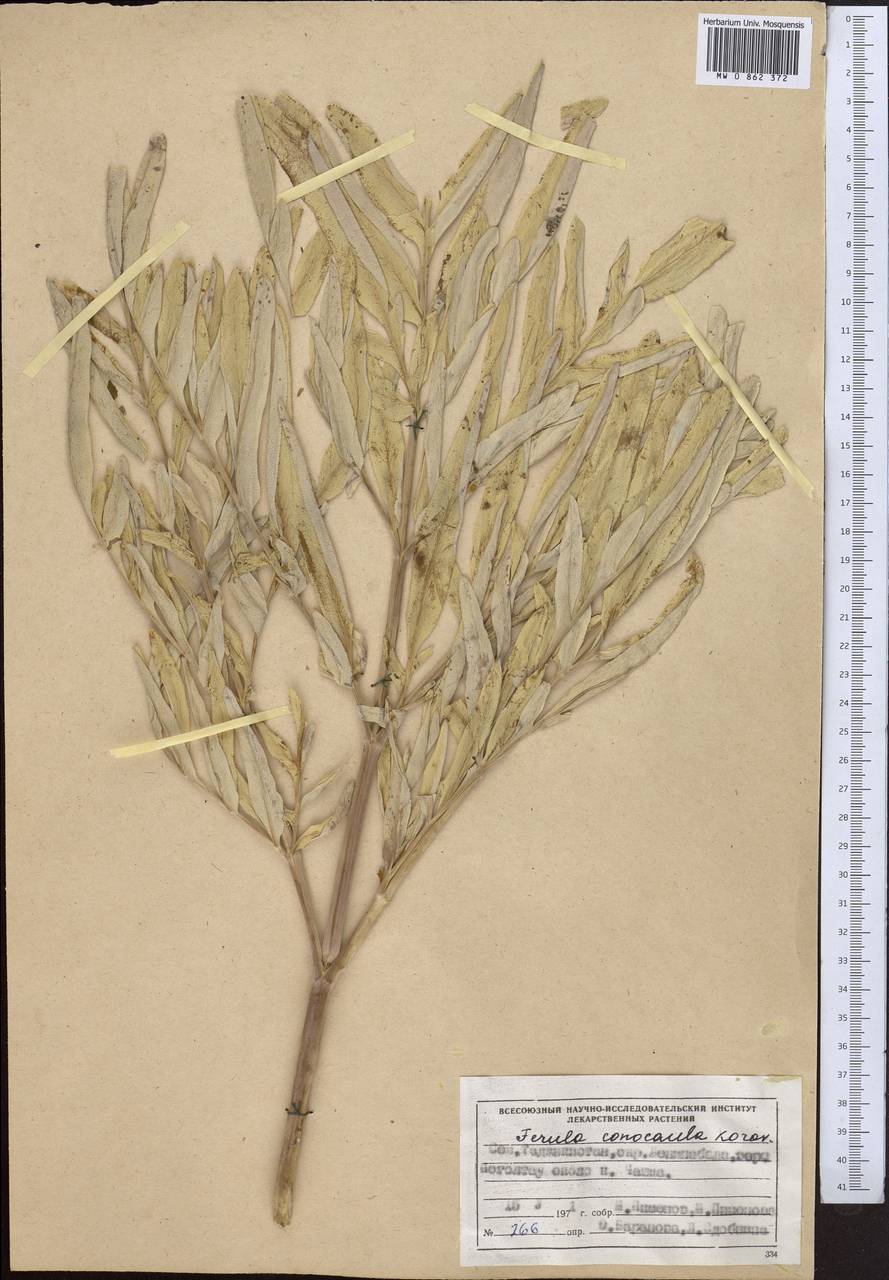 Ferula conocaula Korovin, Middle Asia, Western Tian Shan & Karatau (M3) (Tajikistan)