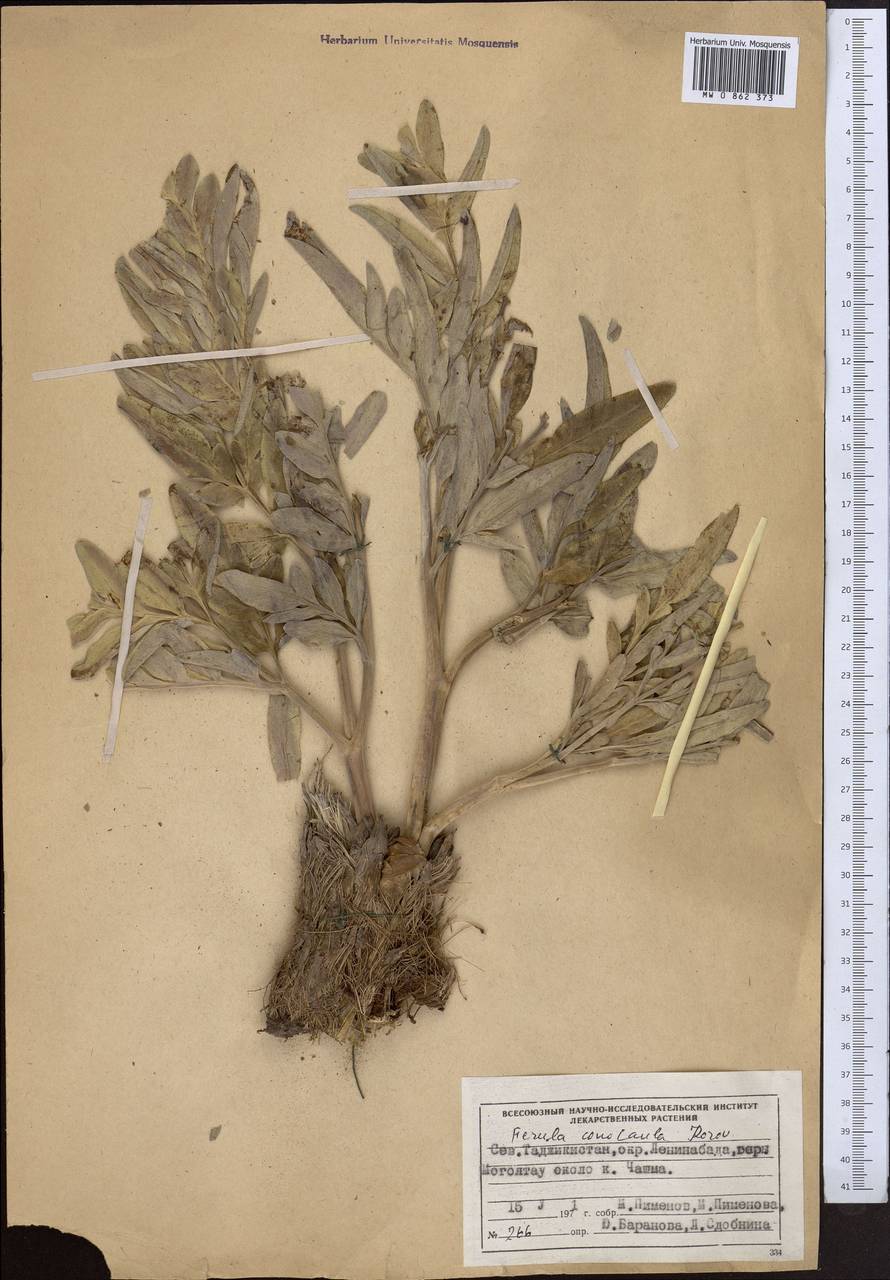 Ferula conocaula Korovin, Middle Asia, Western Tian Shan & Karatau (M3) (Tajikistan)