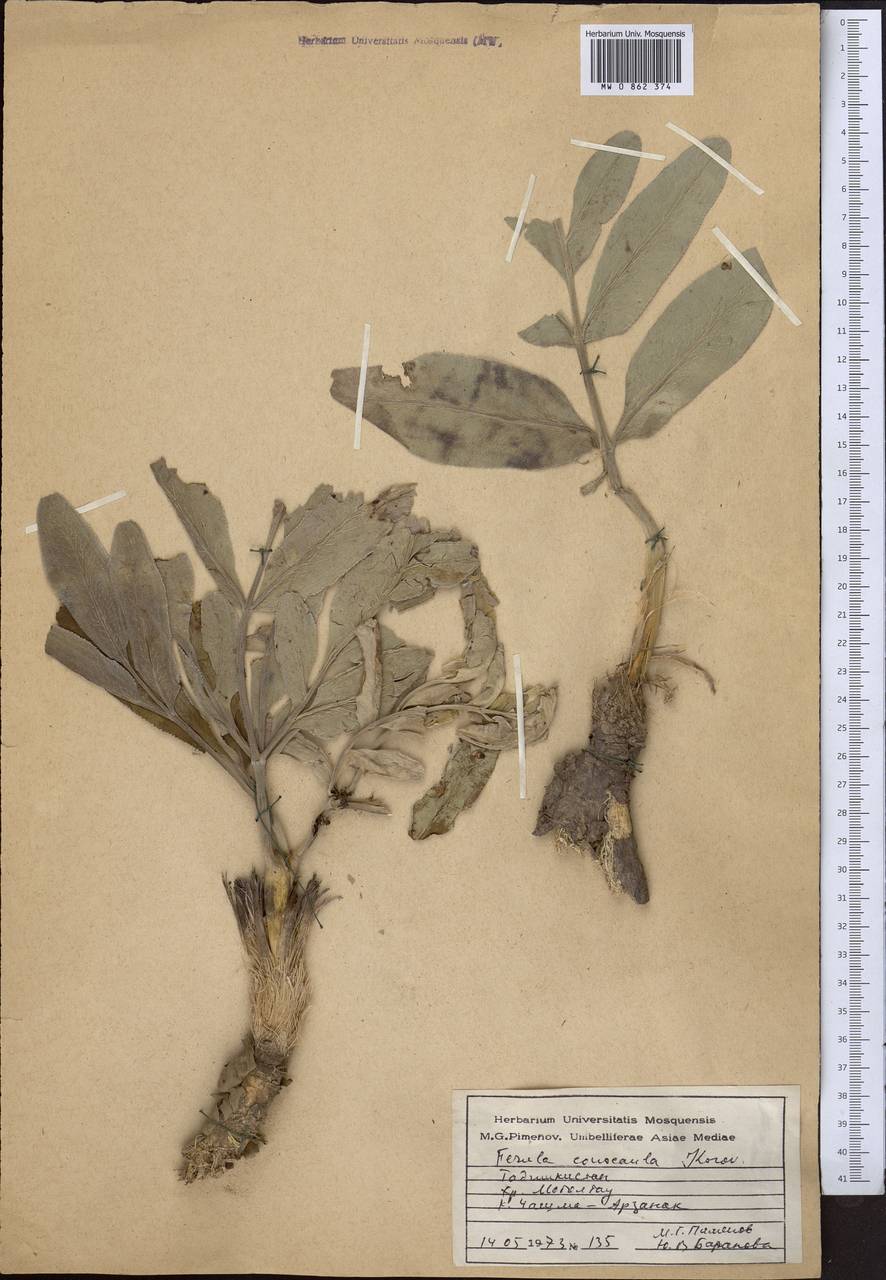 Ferula conocaula Korovin, Middle Asia, Western Tian Shan & Karatau (M3) (Kyrgyzstan)