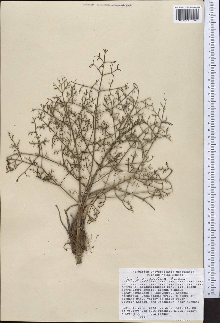 Ferula czatkalensis Pimenov, Middle Asia, Western Tian Shan & Karatau (M3) (Kyrgyzstan)