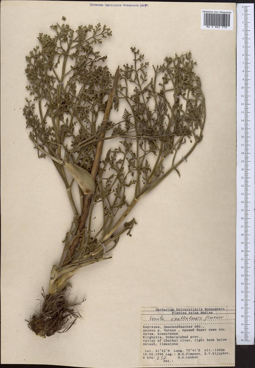 Ferula czatkalensis Pimenov, Middle Asia, Western Tian Shan & Karatau (M3) (Kyrgyzstan)