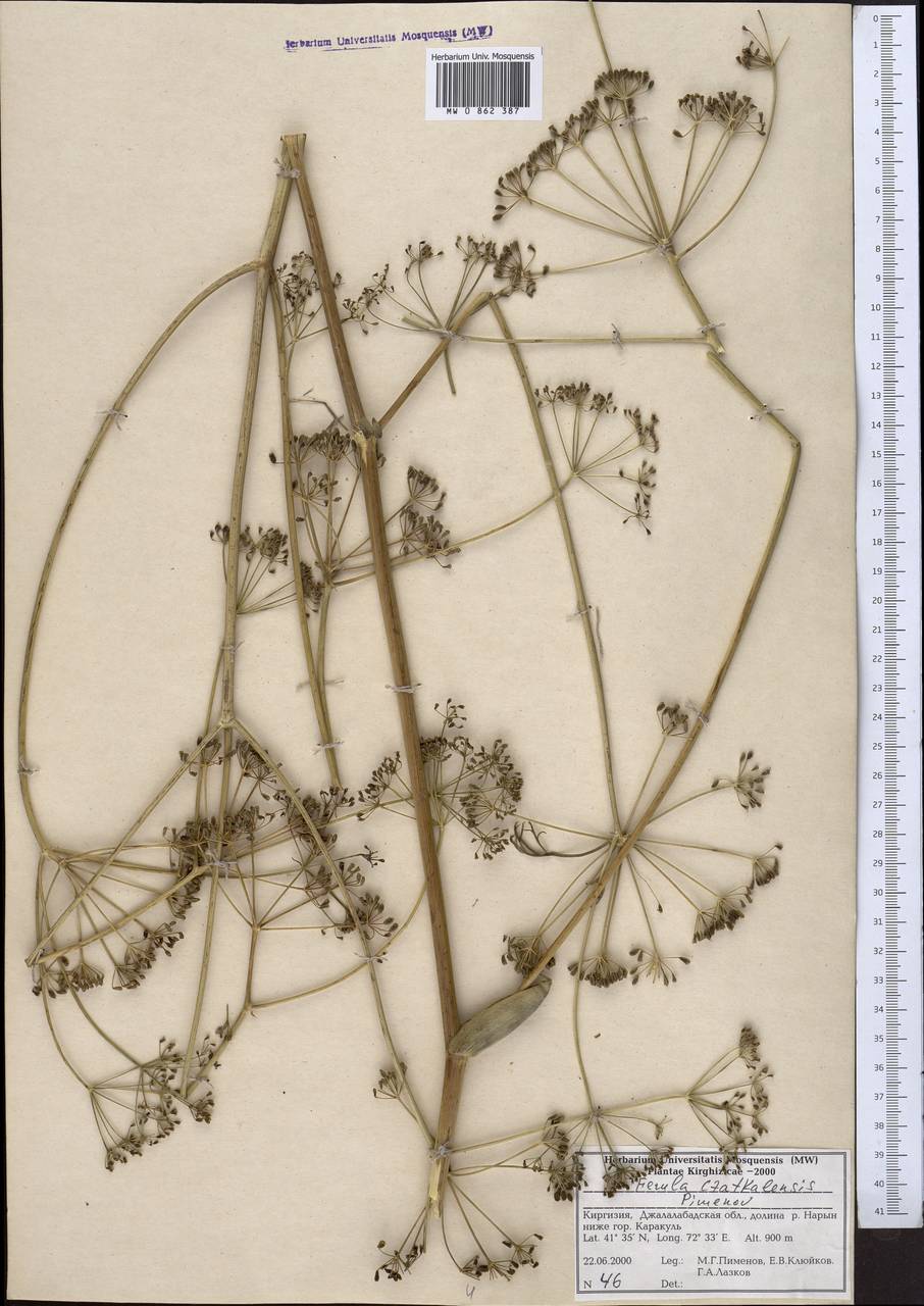 Ferula czatkalensis Pimenov, Middle Asia, Western Tian Shan & Karatau (M3) (Kyrgyzstan)