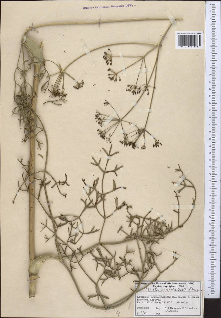 Ferula czatkalensis Pimenov, Middle Asia, Western Tian Shan & Karatau (M3) (Kyrgyzstan)
