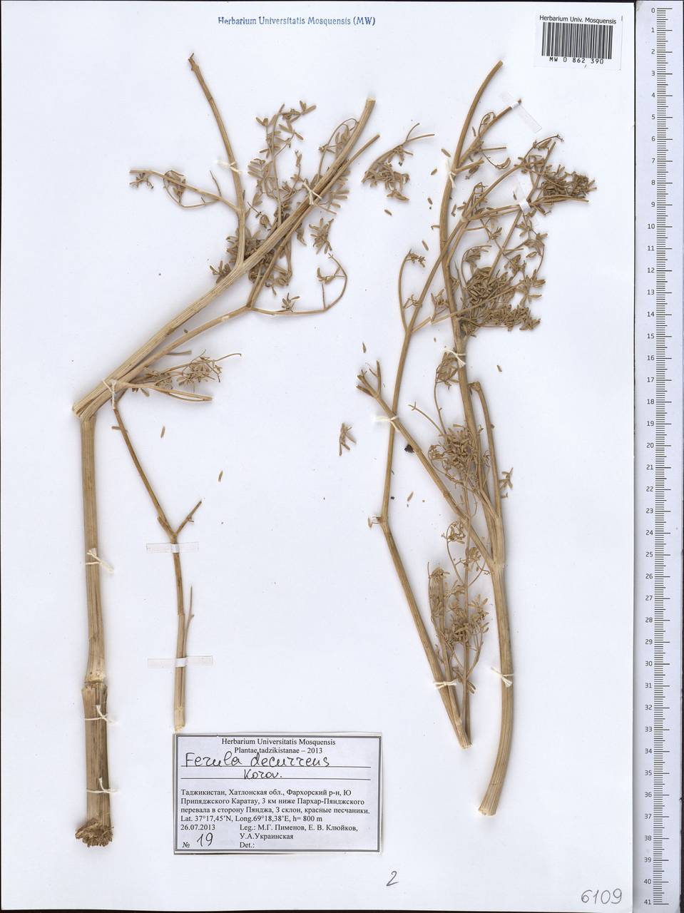 Ferula decurrens Korovin, Middle Asia, Pamir & Pamiro-Alai (M2) (Tajikistan)