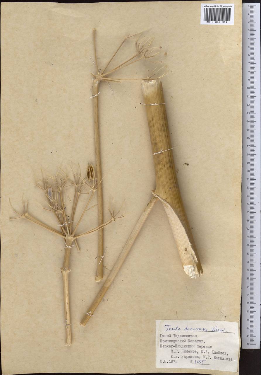 Ferula decurrens Korovin, Middle Asia, Pamir & Pamiro-Alai (M2) (Tajikistan)