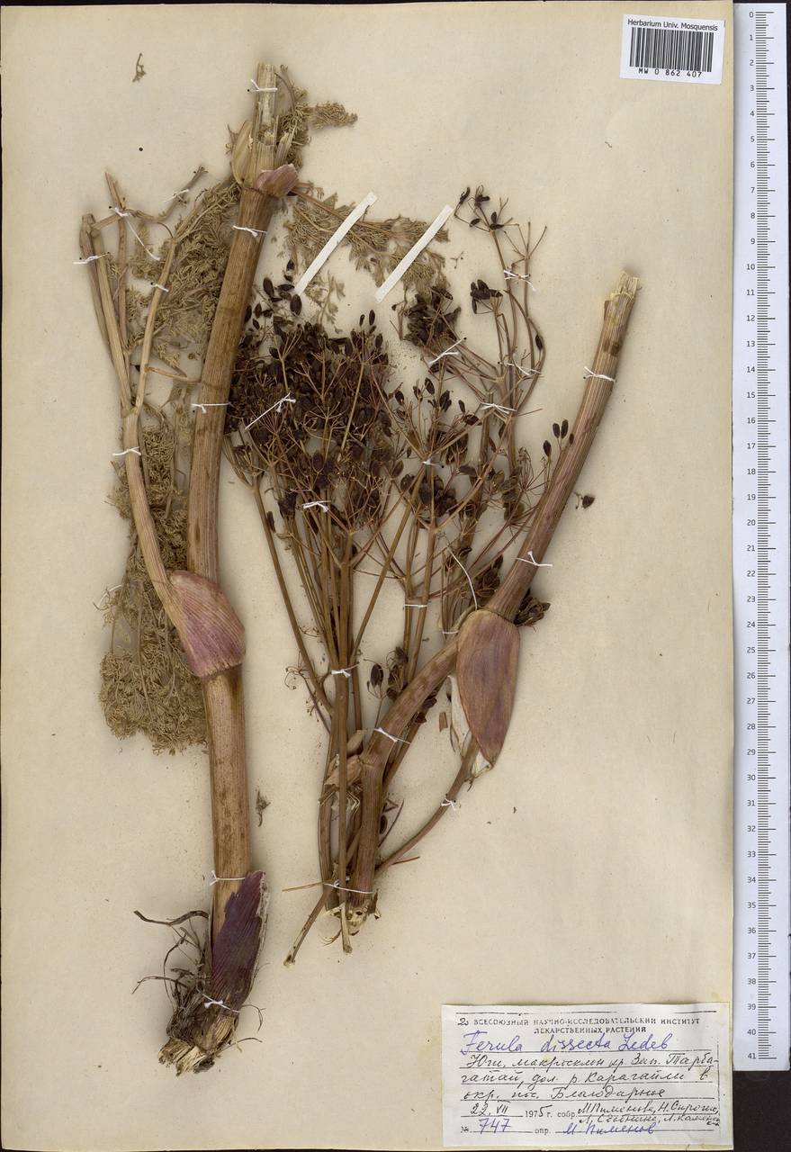 Ferula dissecta (Ledeb.) Ledeb., Middle Asia, Dzungarian Alatau & Tarbagatai (M5) (Kazakhstan)