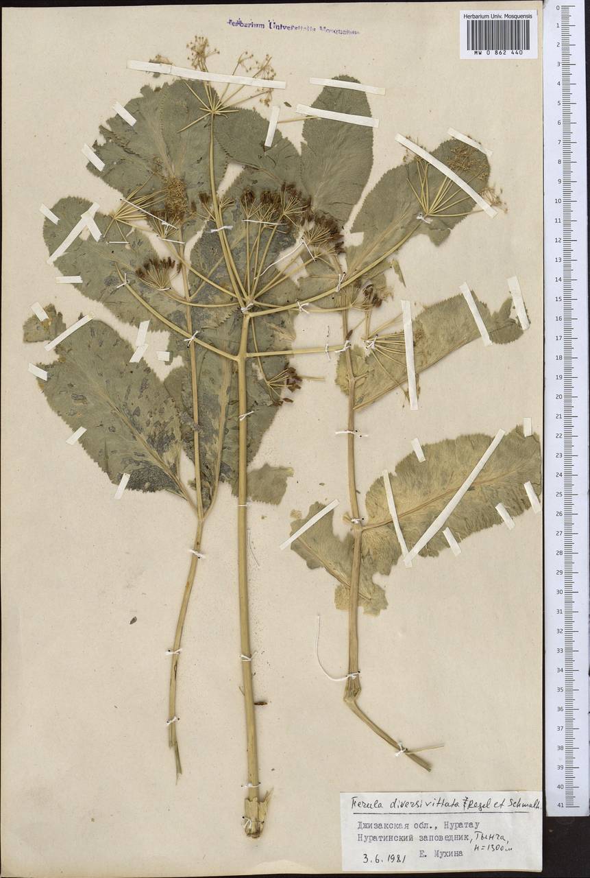Ferula diversivittata Regel & Schmalh., Middle Asia, Pamir & Pamiro-Alai (M2) (Uzbekistan)