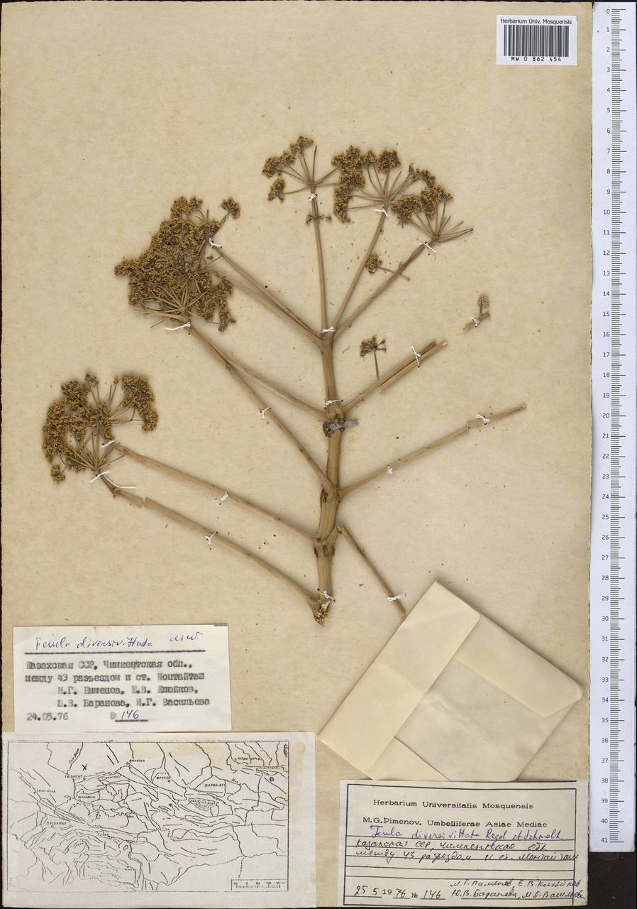 Ferula diversivittata Regel & Schmalh., Middle Asia, Syr-Darian deserts & Kyzylkum (M7) (Kazakhstan)
