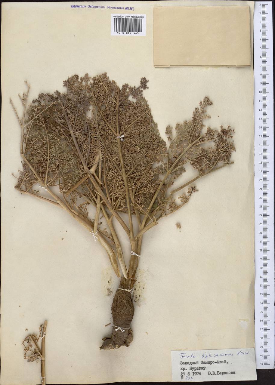 Ferula dshizakensis Korovin, Middle Asia, Pamir & Pamiro-Alai (M2) (Uzbekistan)