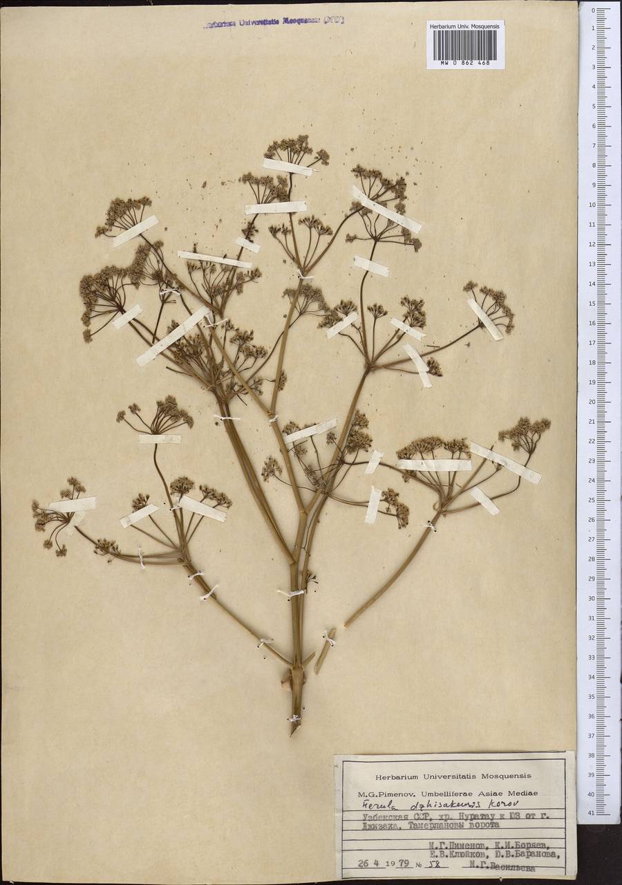 Ferula dshizakensis Korovin, Middle Asia, Pamir & Pamiro-Alai (M2) (Uzbekistan)