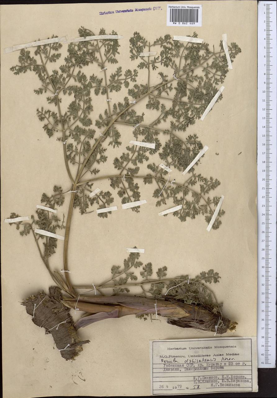 Ferula dshizakensis Korovin, Middle Asia, Pamir & Pamiro-Alai (M2) (Uzbekistan)