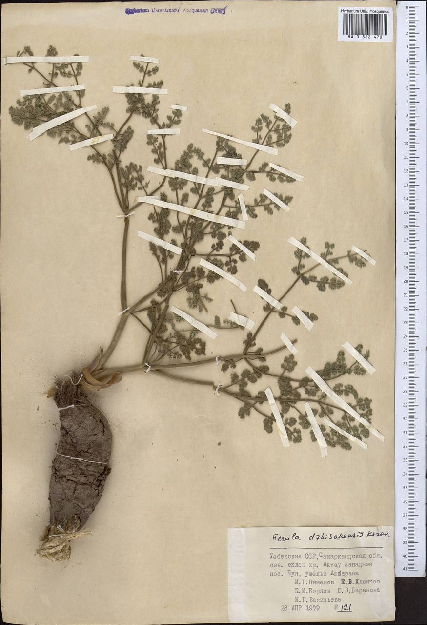 Ferula dshizakensis Korovin, Middle Asia, Pamir & Pamiro-Alai (M2) (Uzbekistan)