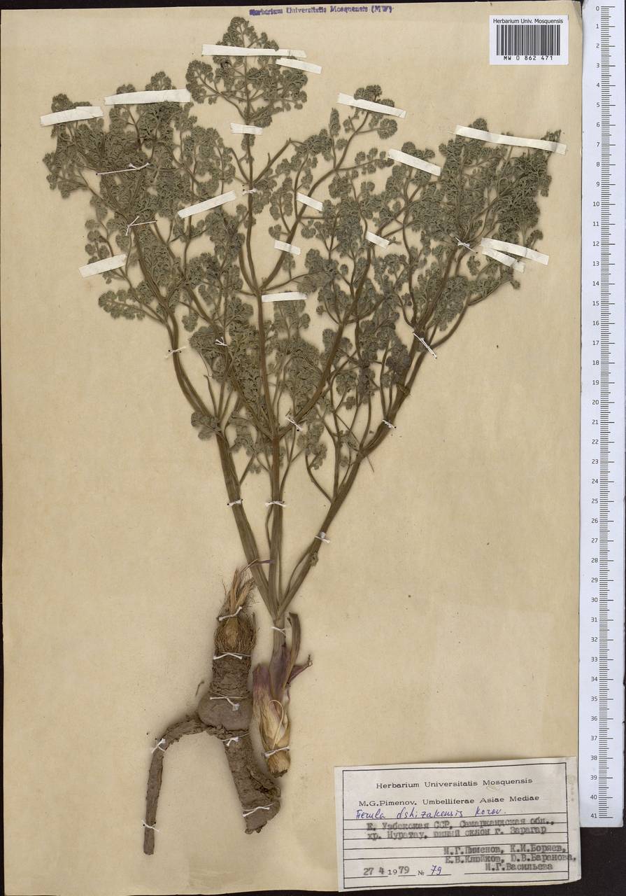 Ferula dshizakensis Korovin, Middle Asia, Pamir & Pamiro-Alai (M2) (Uzbekistan)