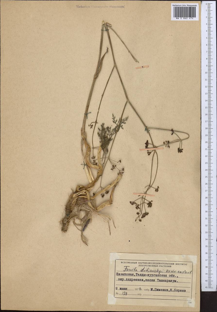Ferula dshaudshamyr Korovin, Middle Asia, Muyunkumy, Balkhash & Betpak-Dala (M9) (Kazakhstan)