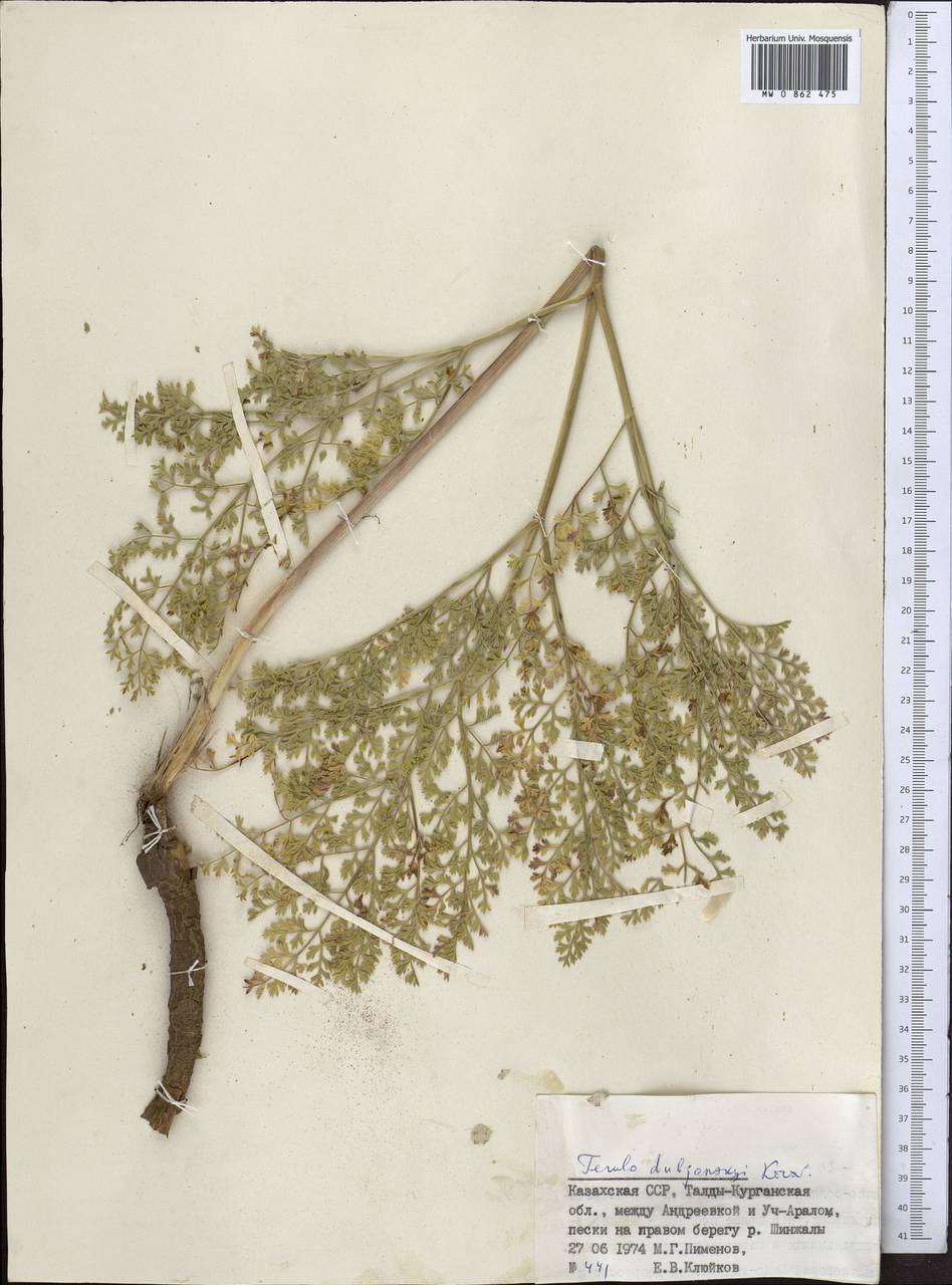Ferula dshaudshamyr Korovin, Middle Asia, Muyunkumy, Balkhash & Betpak-Dala (M9) (Kazakhstan)
