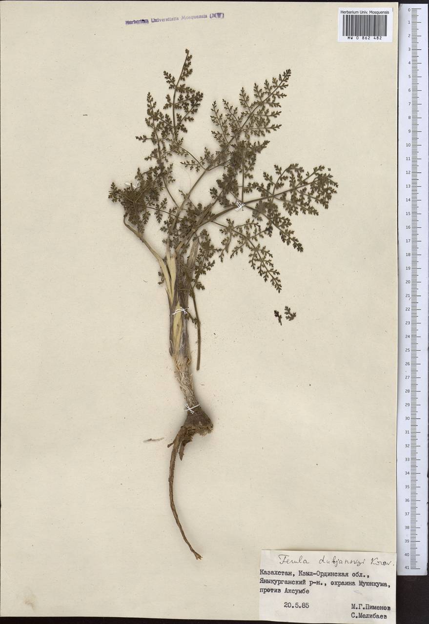 Ferula dshaudshamyr Korovin, Middle Asia, Muyunkumy, Balkhash & Betpak-Dala (M9) (Kazakhstan)