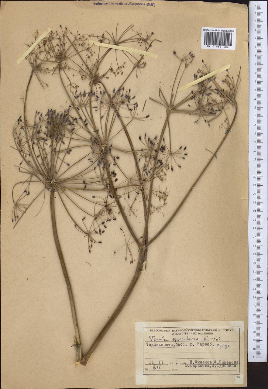 Ferula equisetacea Koso-Pol., Middle Asia, Pamir & Pamiro-Alai (M2) (Tajikistan)