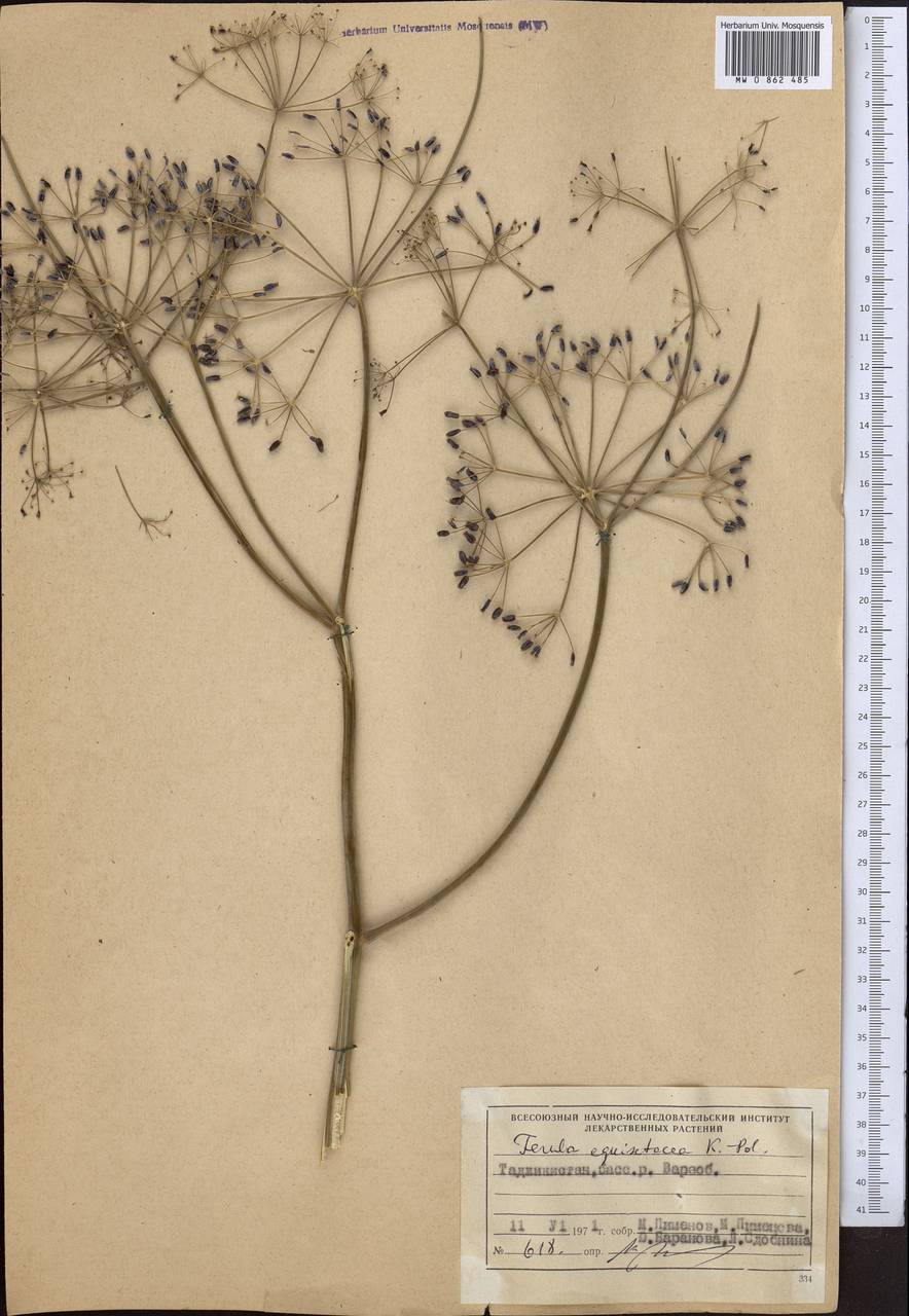 Ferula equisetacea Koso-Pol., Middle Asia, Pamir & Pamiro-Alai (M2) (Tajikistan)