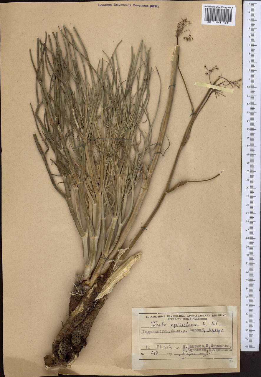 Ferula equisetacea Koso-Pol., Middle Asia, Pamir & Pamiro-Alai (M2) (Tajikistan)