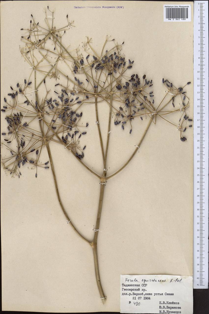 Ferula equisetacea Koso-Pol., Middle Asia, Pamir & Pamiro-Alai (M2) (Tajikistan)