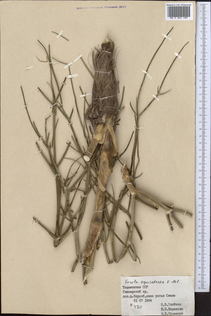 Ferula equisetacea Koso-Pol., Middle Asia, Pamir & Pamiro-Alai (M2) (Tajikistan)