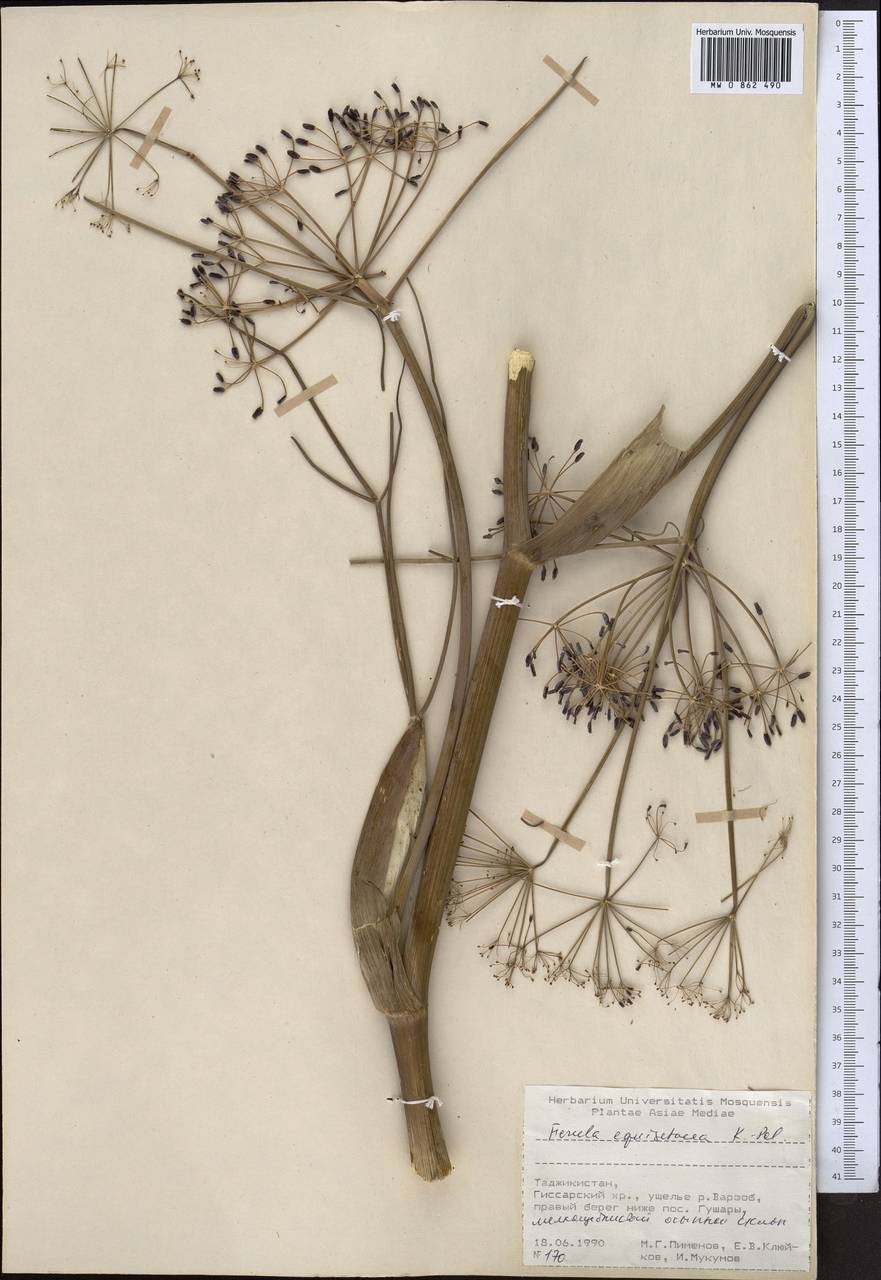 Ferula equisetacea Koso-Pol., Middle Asia, Pamir & Pamiro-Alai (M2) (Tajikistan)