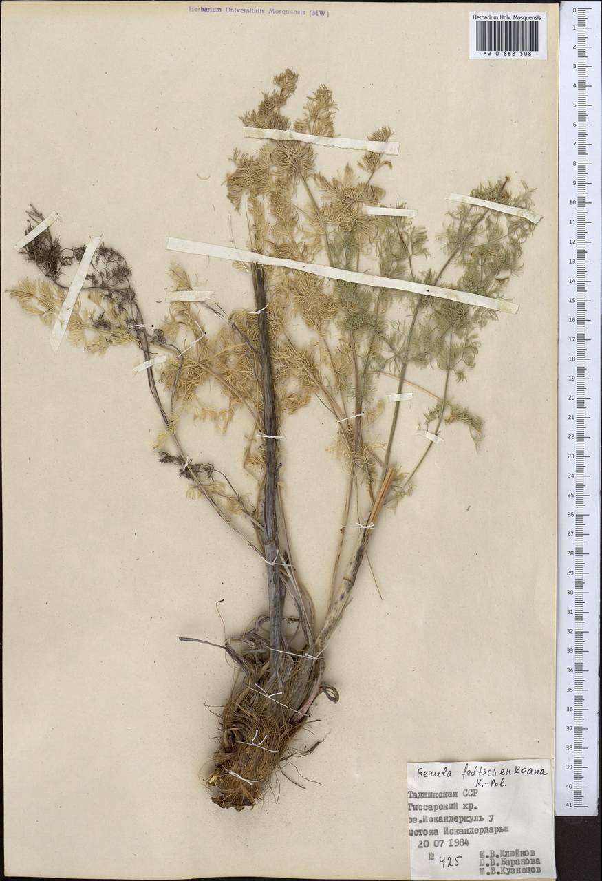 Ferula fedtschenkoana Koso-Pol., Middle Asia, Pamir & Pamiro-Alai (M2) (Tajikistan)