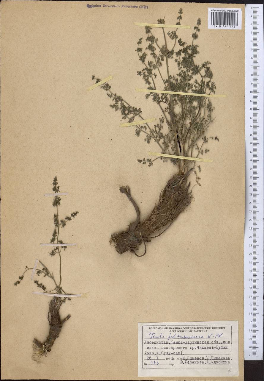 Ferula fedtschenkoana Koso-Pol., Middle Asia, Pamir & Pamiro-Alai (M2) (Uzbekistan)