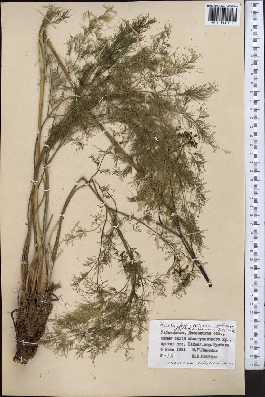 Ferula fedtschenkoana Koso-Pol., Middle Asia, Pamir & Pamiro-Alai (M2) (Uzbekistan)
