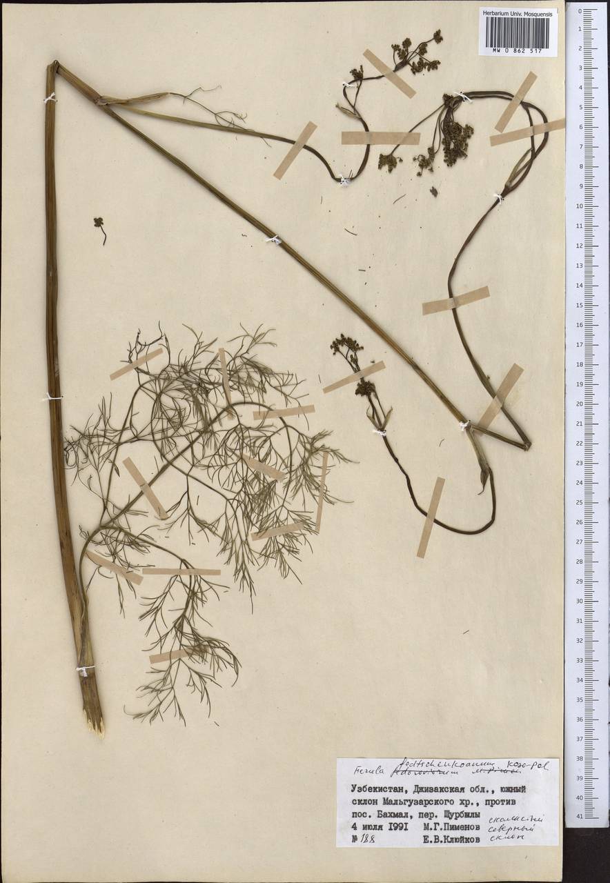 Ferula fedtschenkoana Koso-Pol., Middle Asia, Pamir & Pamiro-Alai (M2) (Uzbekistan)