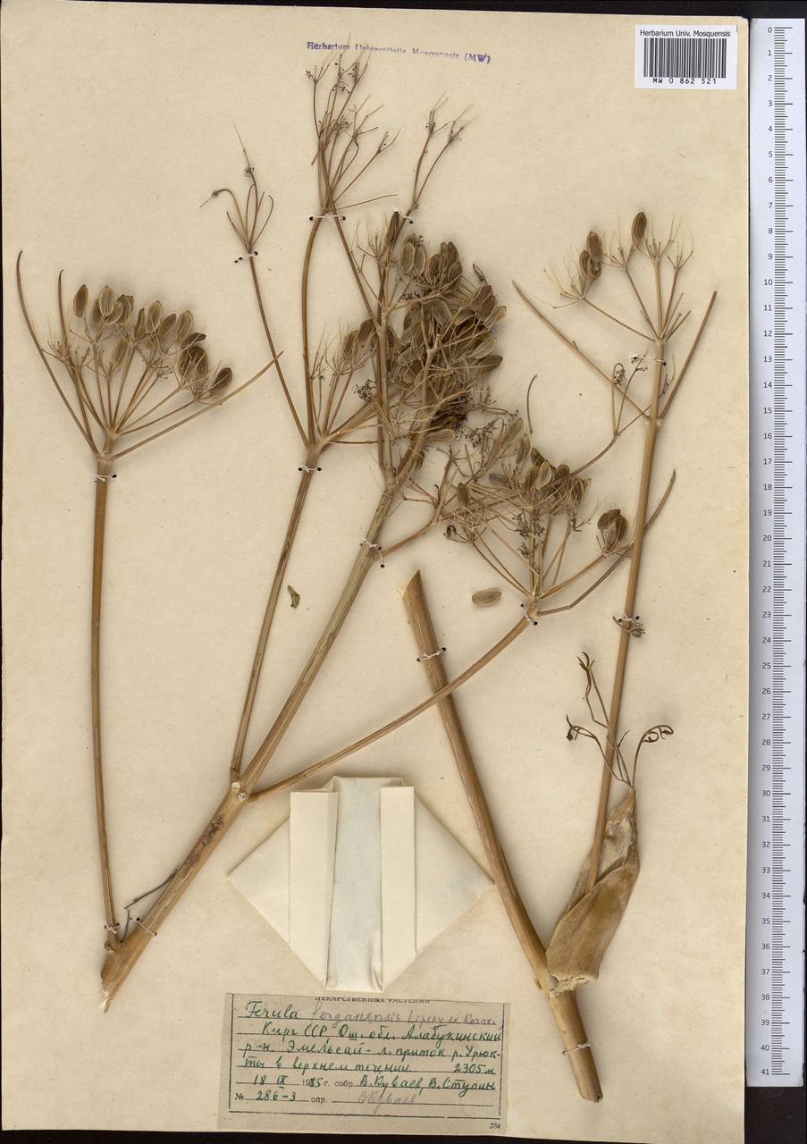 Ferula ferganensis Lipsky ex Korovin, Middle Asia, Western Tian Shan & Karatau (M3) (Kyrgyzstan)