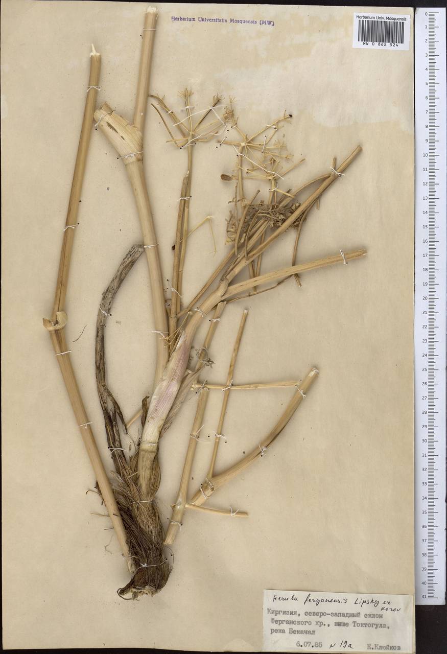 Ferula ferganensis Lipsky ex Korovin, Middle Asia, Western Tian Shan & Karatau (M3) (Kyrgyzstan)