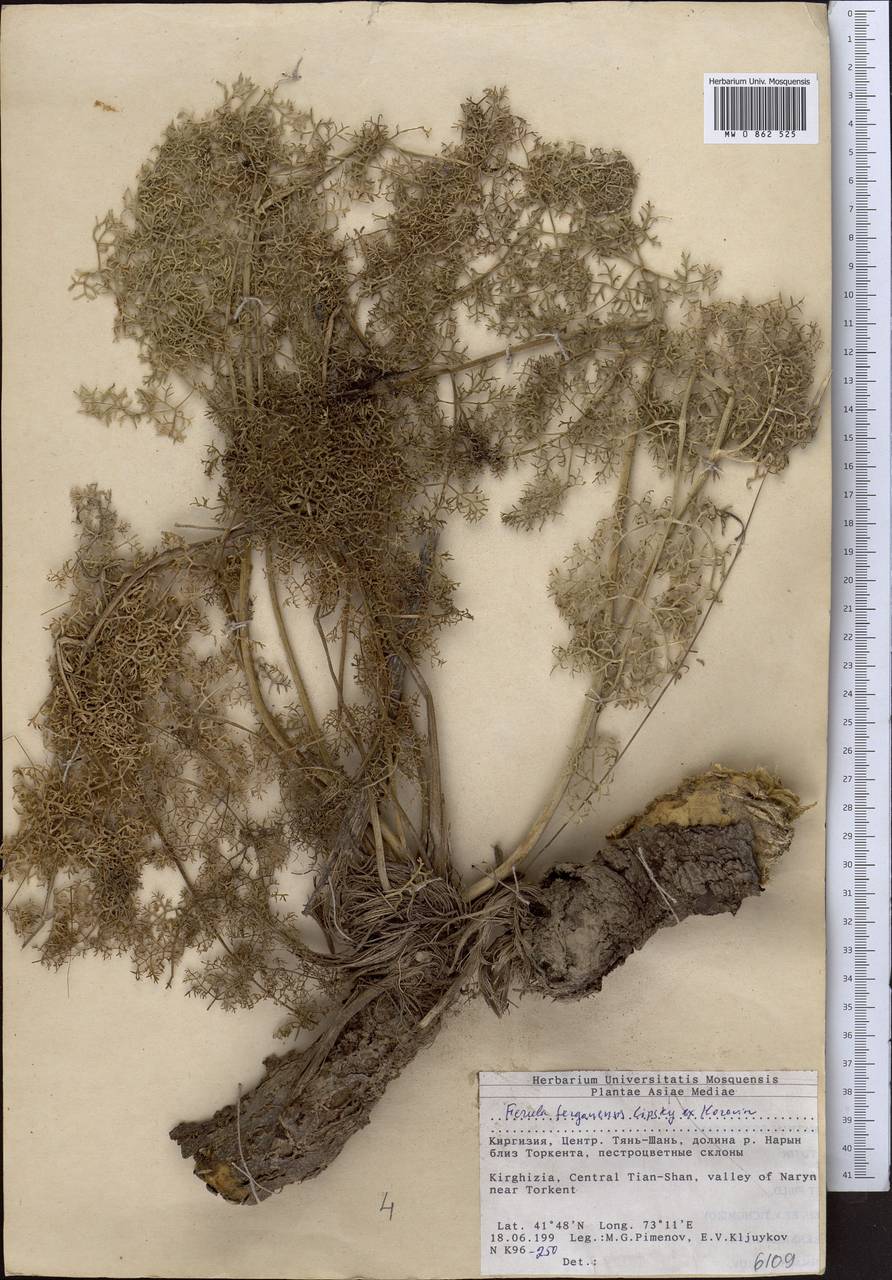 Ferula ferganensis Lipsky ex Korovin, Middle Asia, Western Tian Shan & Karatau (M3) (Kyrgyzstan)