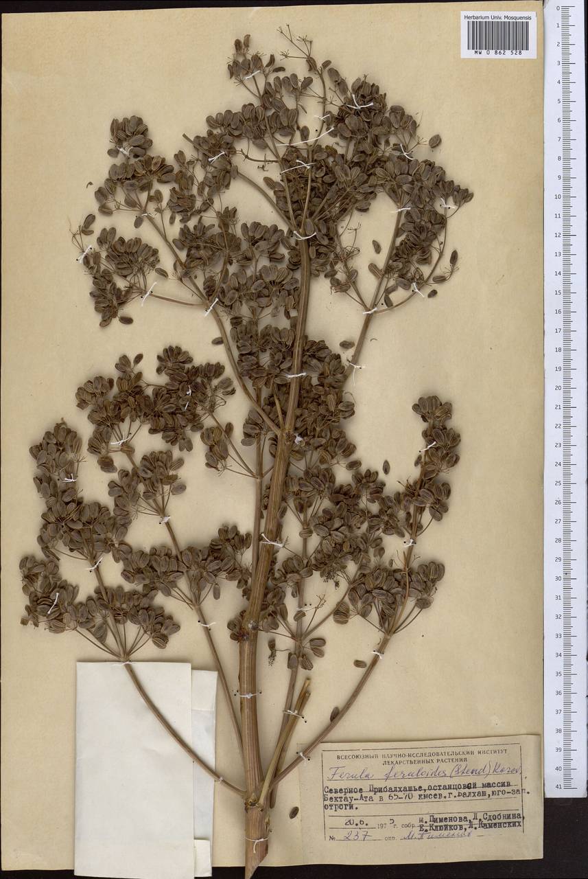 Ferula resinosa Siev., Middle Asia, Muyunkumy, Balkhash & Betpak-Dala (M9) (Kazakhstan)