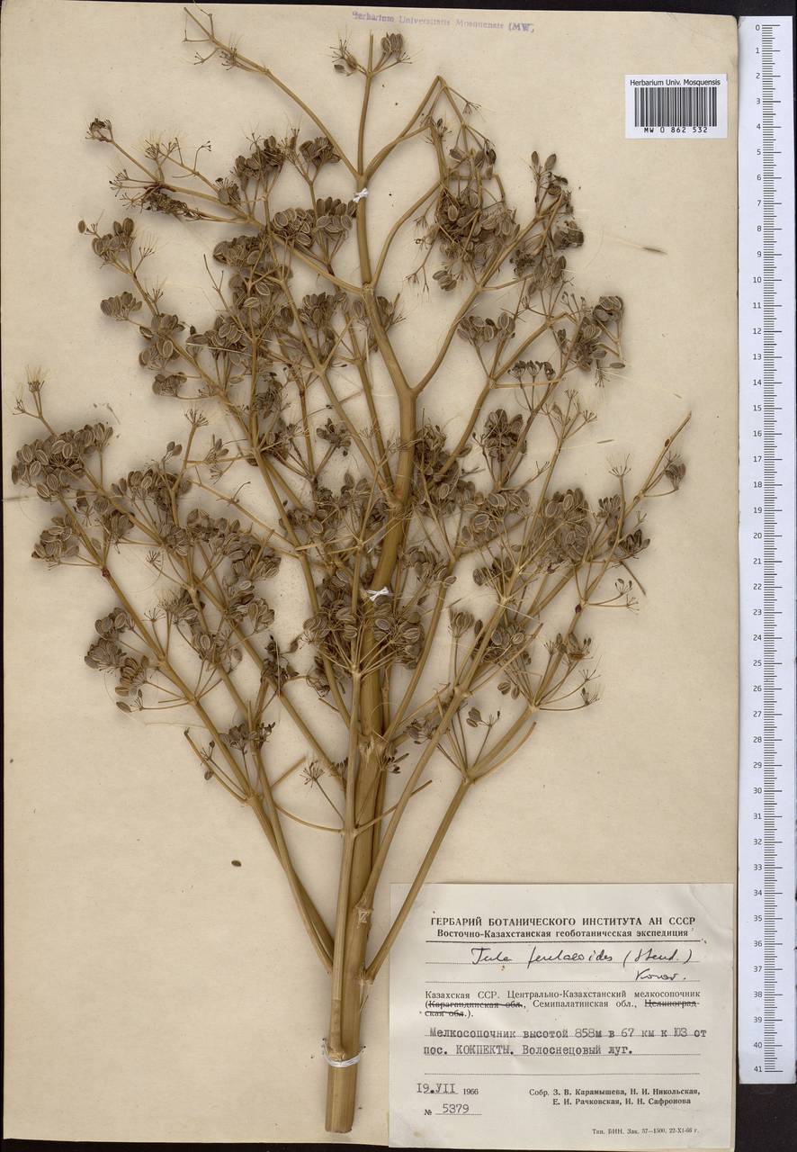 Ferula resinosa Siev., Middle Asia, Muyunkumy, Balkhash & Betpak-Dala (M9) (Kazakhstan)