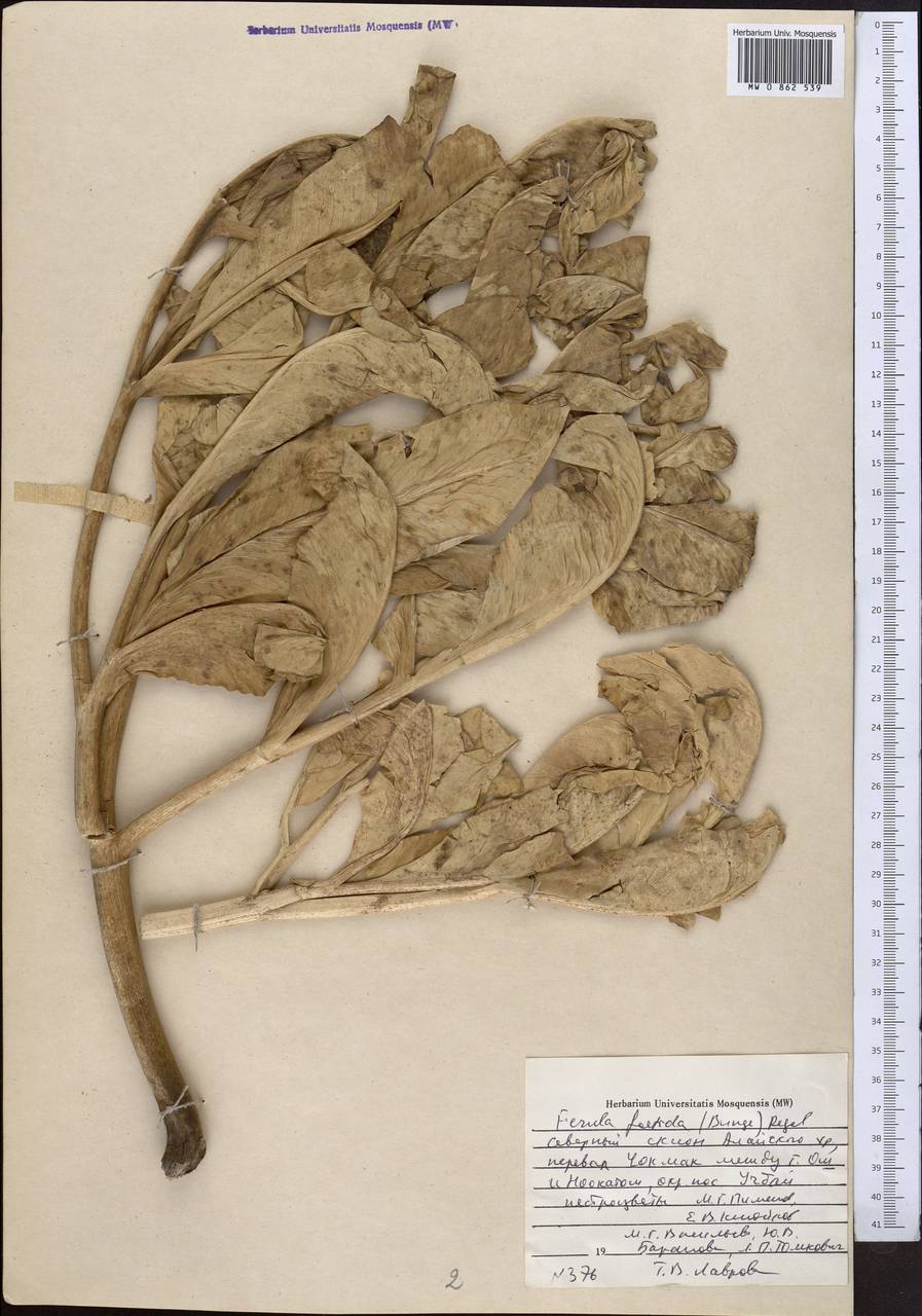 Ferula foetida (Bunge) Regel, Middle Asia, Pamir & Pamiro-Alai (M2)