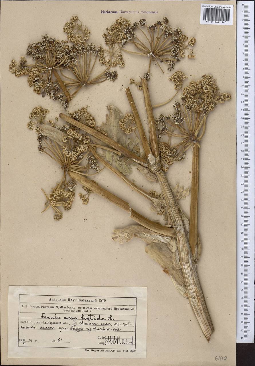 Ferula foetida (Bunge) Regel, Middle Asia, Northern & Central Tian Shan (M4) (Kazakhstan)