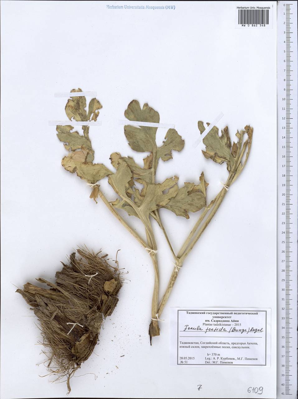 Ferula foetida (Bunge) Regel, Middle Asia, Syr-Darian deserts & Kyzylkum (M7) (Tajikistan)