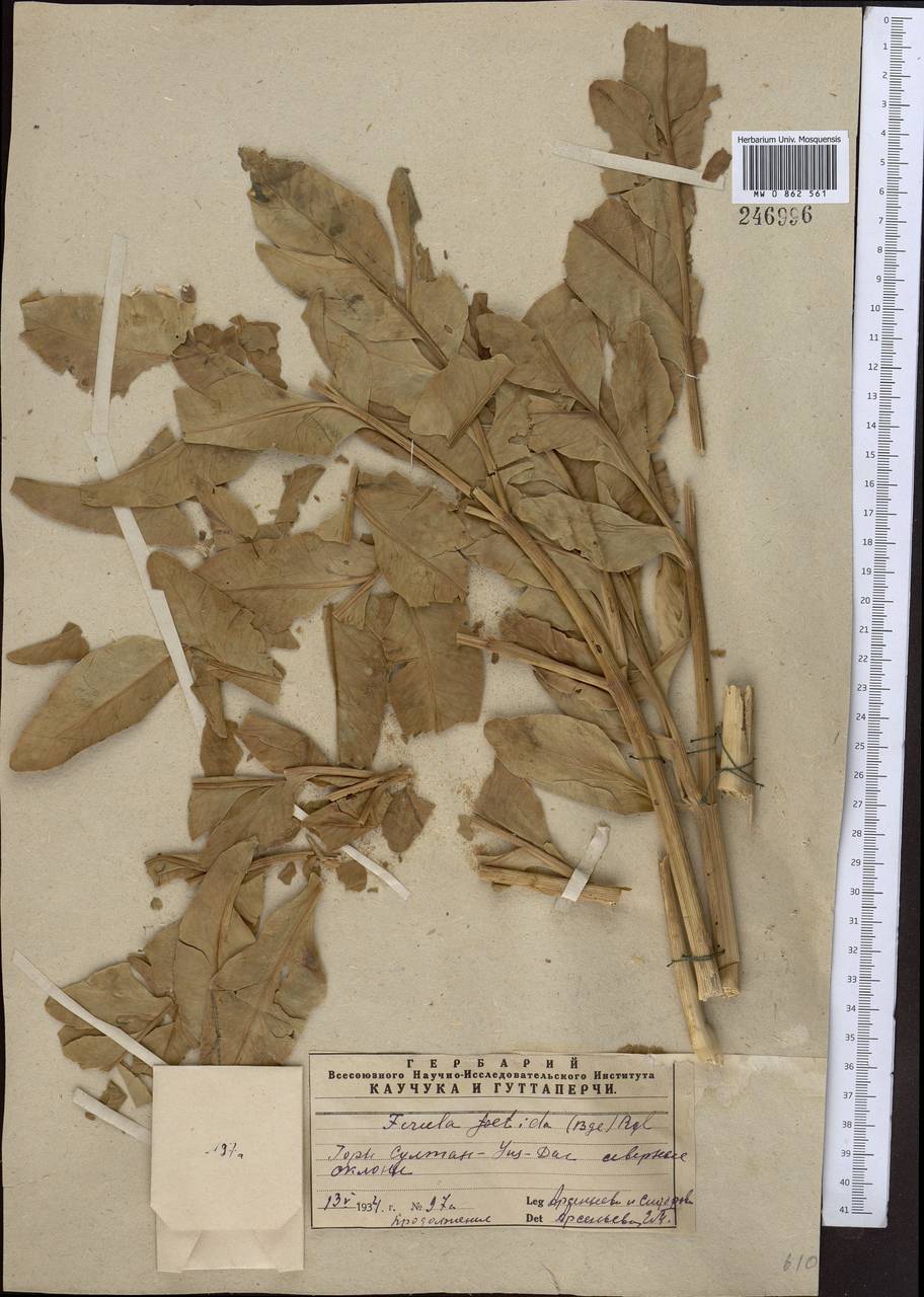 Ferula foetida (Bunge) Regel, Middle Asia, Syr-Darian deserts & Kyzylkum (M7) (Uzbekistan)