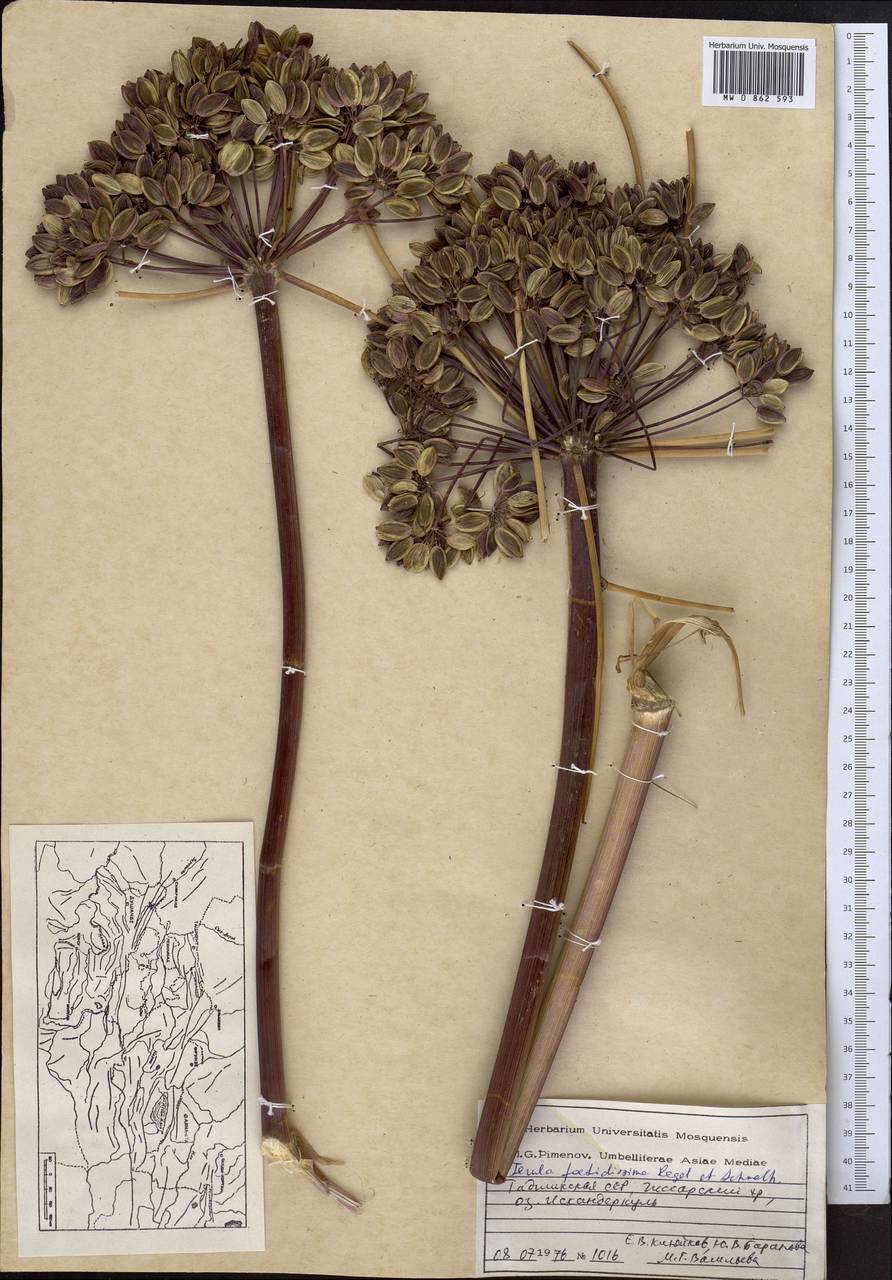 Ferula foetidissima Regel & Schmalh., Middle Asia, Pamir & Pamiro-Alai (M2) (Tajikistan)