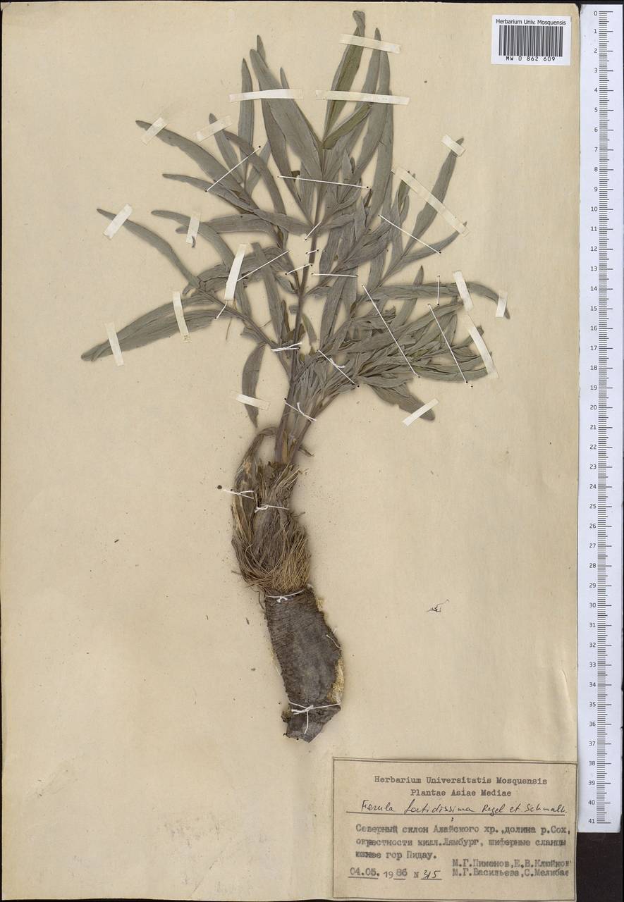 Ferula foetidissima Regel & Schmalh., Middle Asia, Pamir & Pamiro-Alai (M2) (Kyrgyzstan)