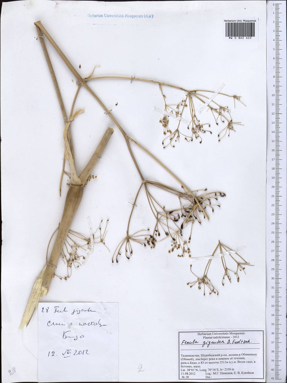 Ferula gigantea B. Fedtsch., Middle Asia, Pamir & Pamiro-Alai (M2) (Tajikistan)