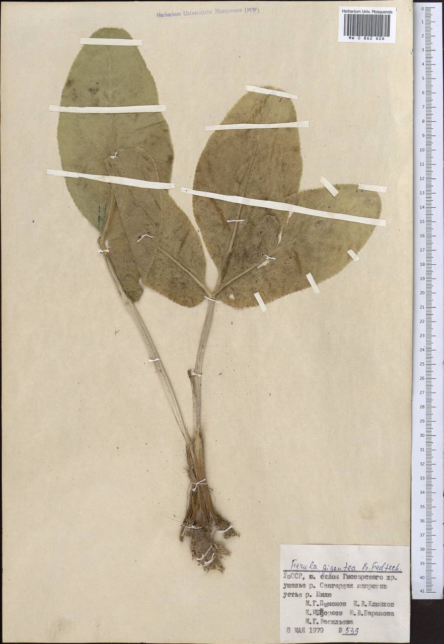 Ferula gigantea B.Fedtsch., Middle Asia, Pamir & Pamiro-Alai (M2) (Uzbekistan)