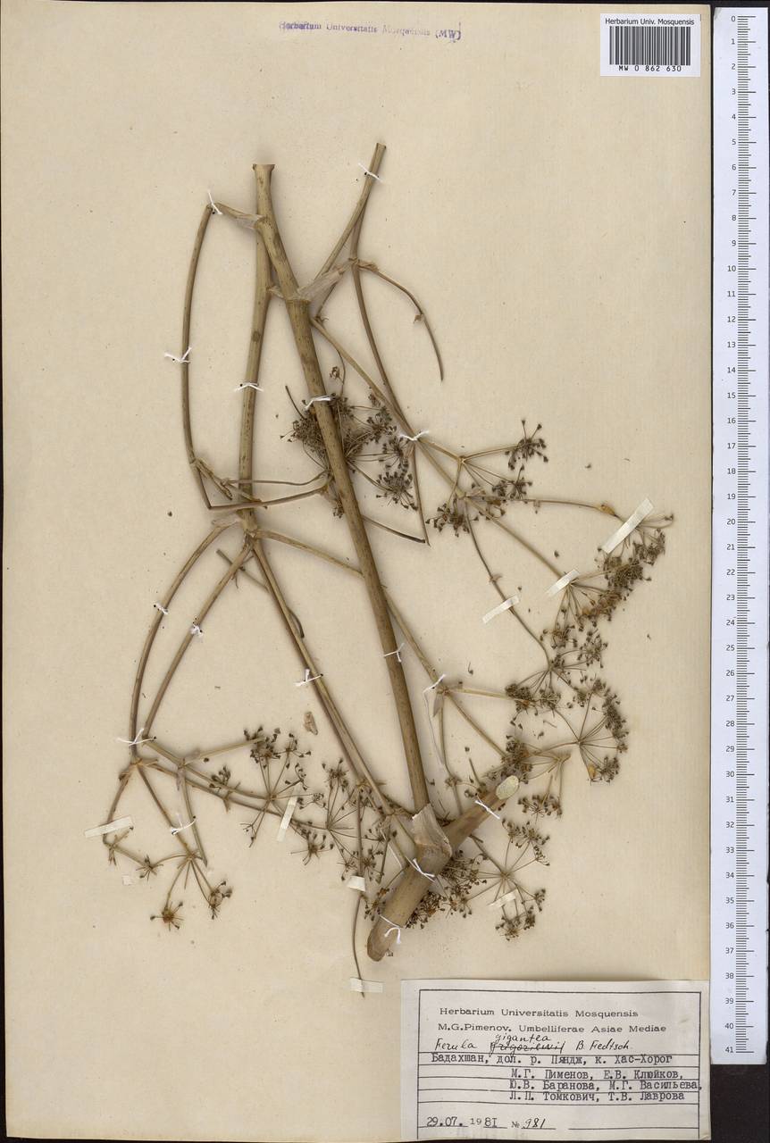 Ferula gigantea B.Fedtsch., Middle Asia, Pamir & Pamiro-Alai (M2) (Tajikistan)