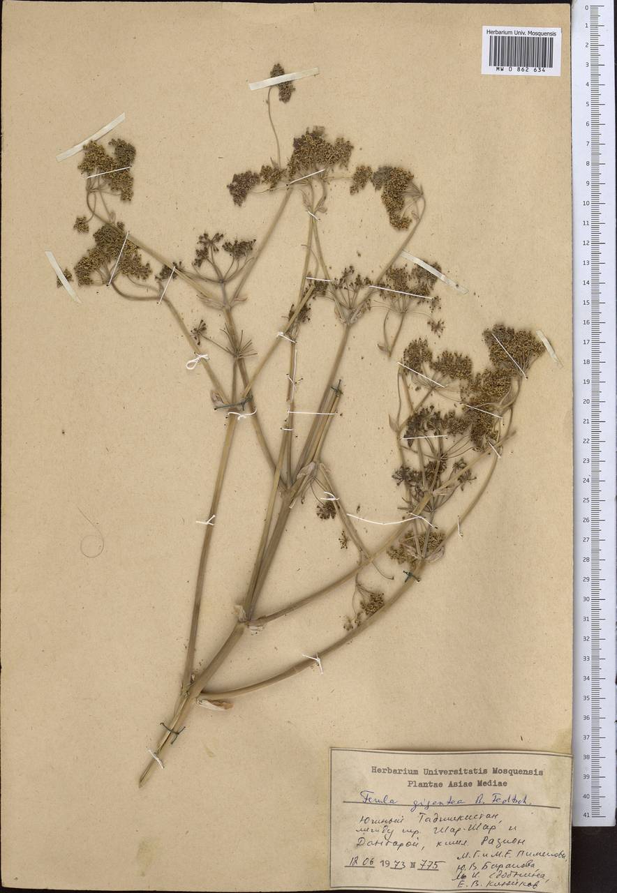 Ferula gigantea B. Fedtsch., Middle Asia, Pamir & Pamiro-Alai (M2) (Tajikistan)