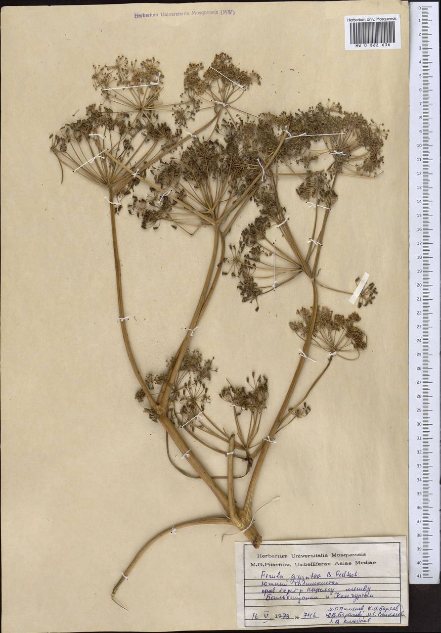 Ferula gigantea B. Fedtsch., Middle Asia, Pamir & Pamiro-Alai (M2) (Tajikistan)