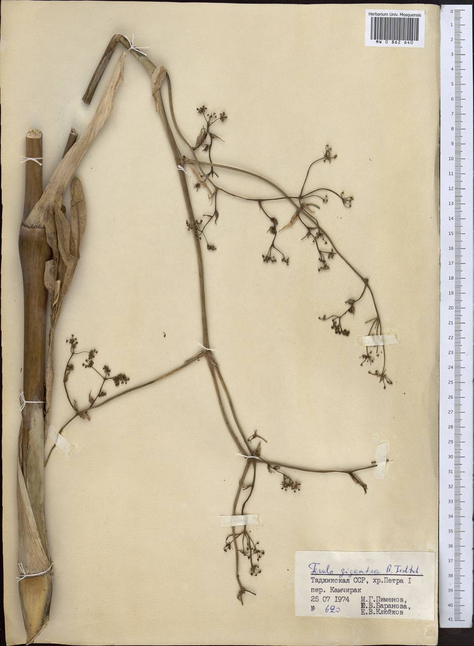 Ferula gigantea B. Fedtsch., Middle Asia, Pamir & Pamiro-Alai (M2) (Tajikistan)