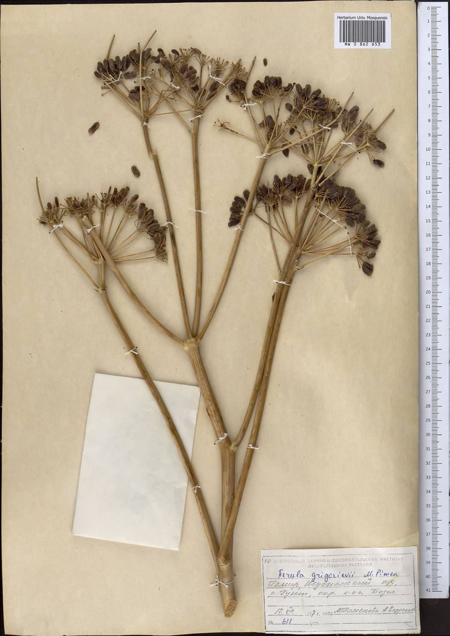 Ferula grigoriewii B.Fedtsch., Middle Asia, Pamir & Pamiro-Alai (M2) (Tajikistan)