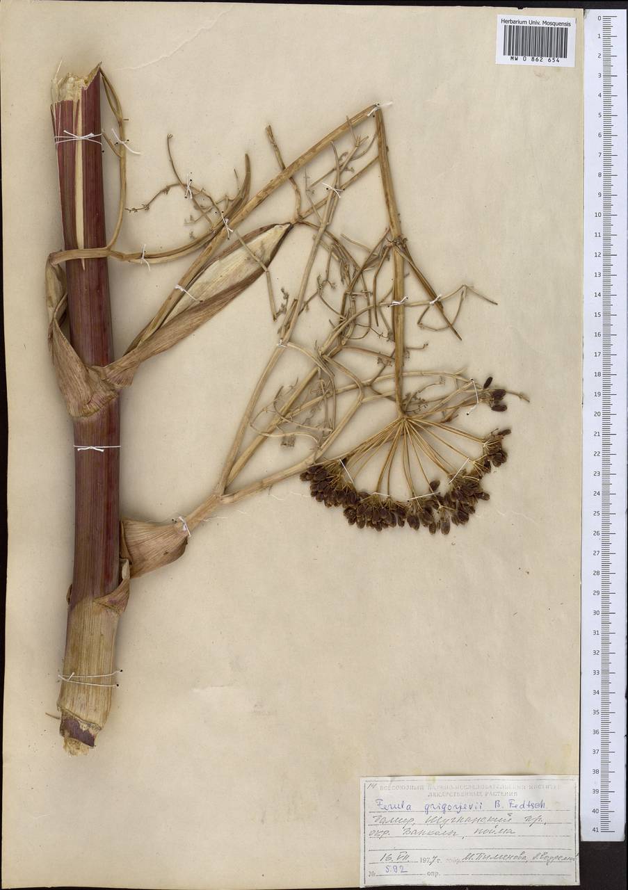 Ferula grigoriewii B.Fedtsch., Middle Asia, Pamir & Pamiro-Alai (M2) (Tajikistan)