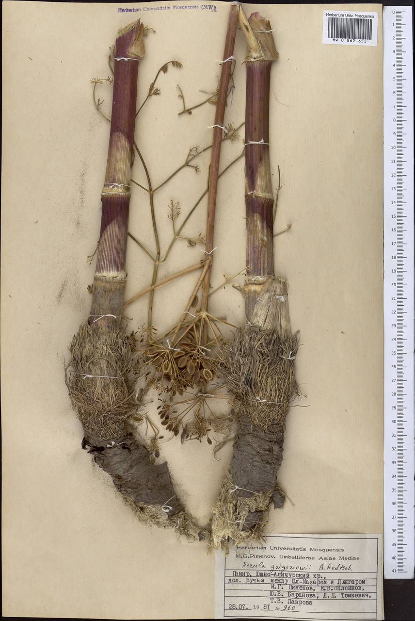 Ferula grigoriewii B.Fedtsch., Middle Asia, Pamir & Pamiro-Alai (M2) (Tajikistan)